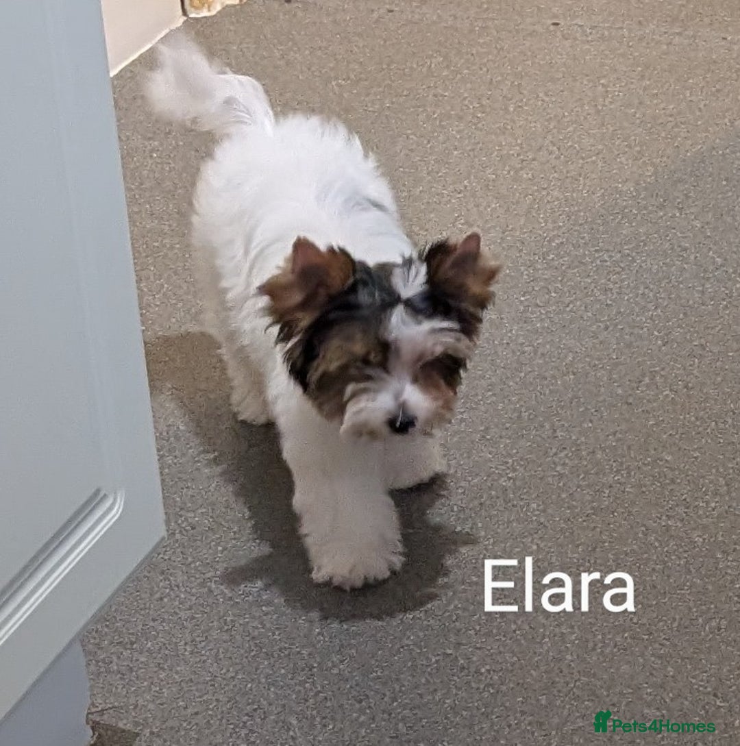 Biewer Terrier dogs for sale: Biewer - Image 6