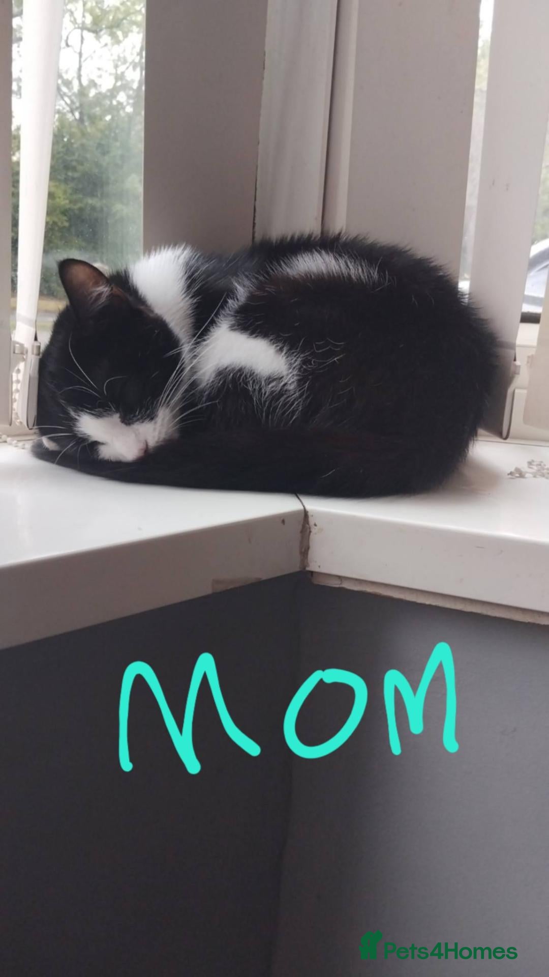 Mixed Breed cats 3.5 month female kitten - Advert 5