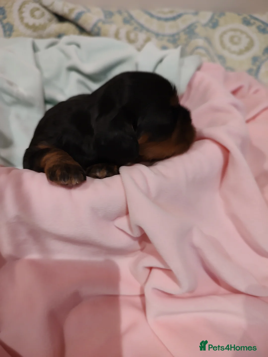 Cavalier King Charles Spaniel dogs for sale: Exquisite Cavalier King Charles Spaniel Puppies - Advert 14