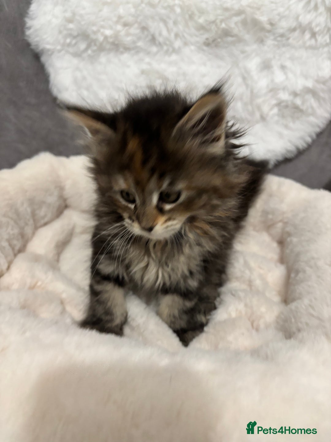 Maine Coon cats for sale: Perigee Maine Coon Kittens  - Advert 2