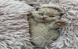 British Shorthair cats for sale: Purebred lilac British Shorthair - Image 4
