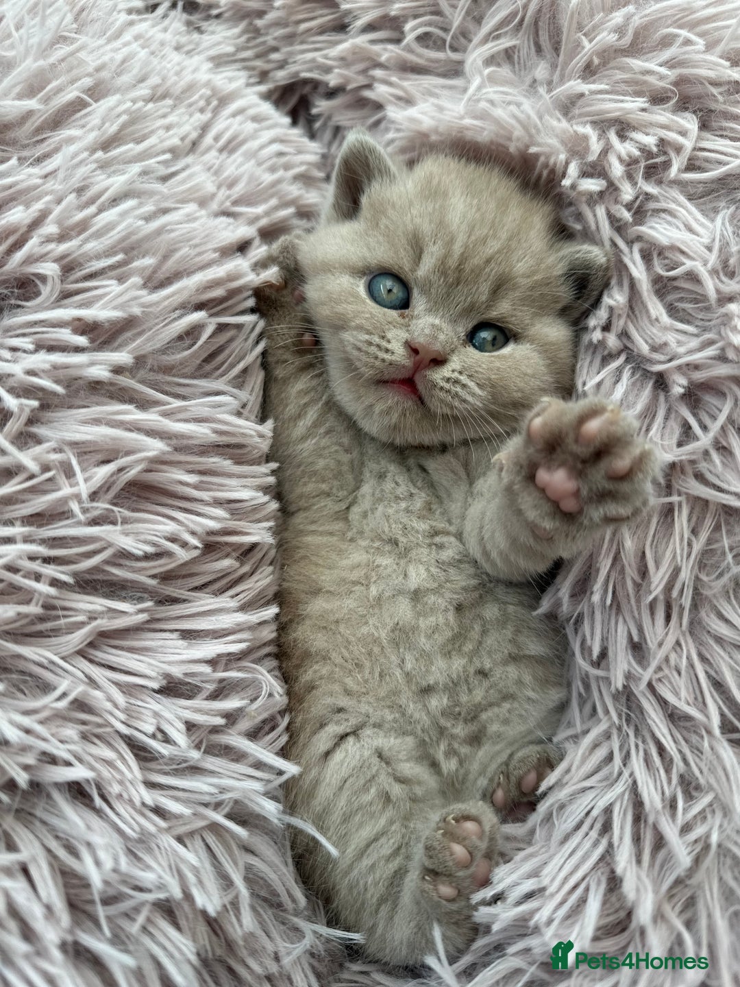 British Shorthair cats for sale: Purebred lilac British Shorthair - Image 4