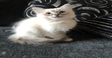 Ragdoll cats - Advert 5