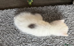 Exotic cats for sale: 4 beautiful exotic shorthair girls  - Image 21