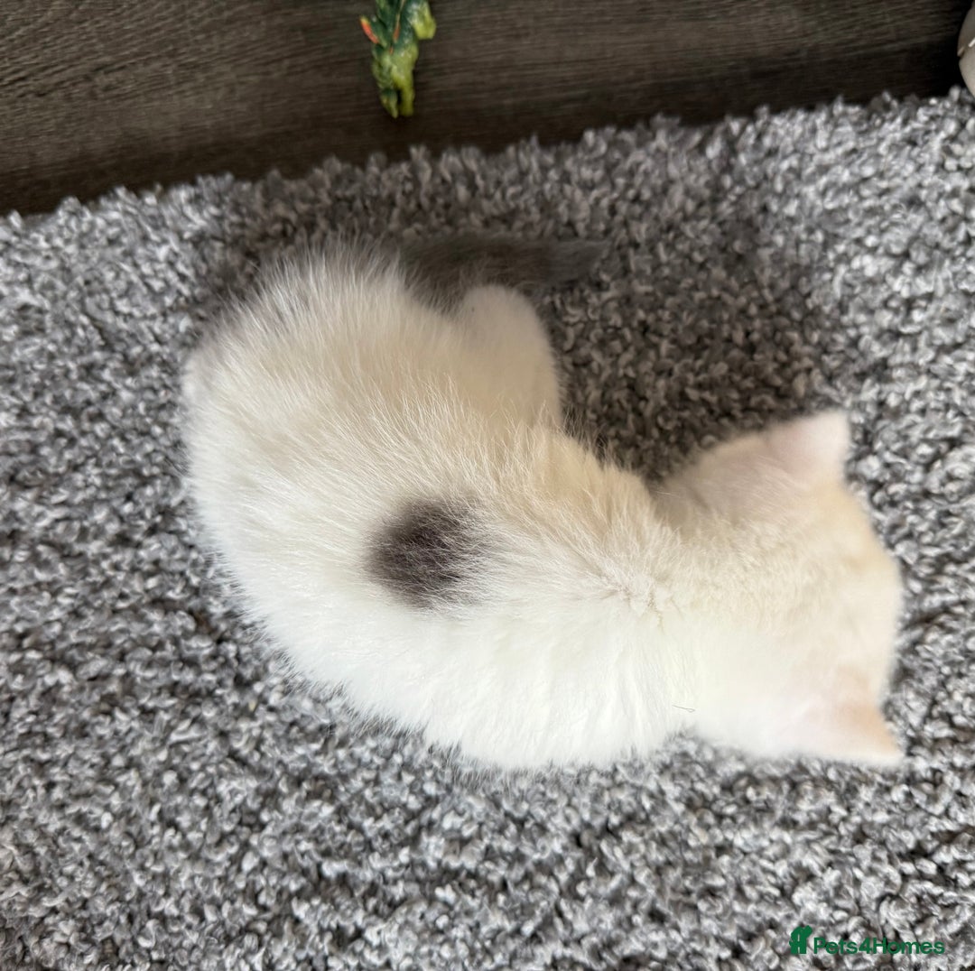 Exotic cats for sale: 4 beautiful exotic shorthair girls  - Image 21