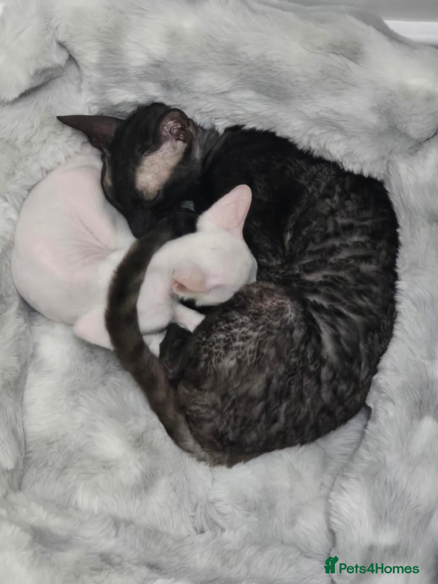 Cornish Rex cats Cornish Rex  - Advert 1