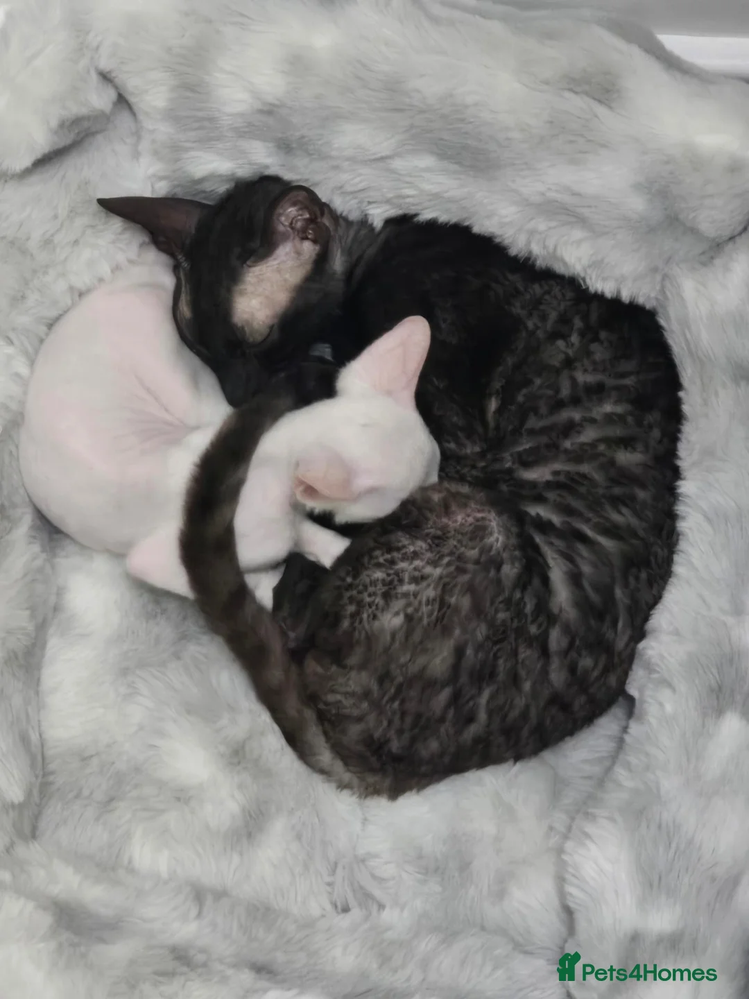 Cornish Rex cats for sale: Cornish Rex  - Advert 2