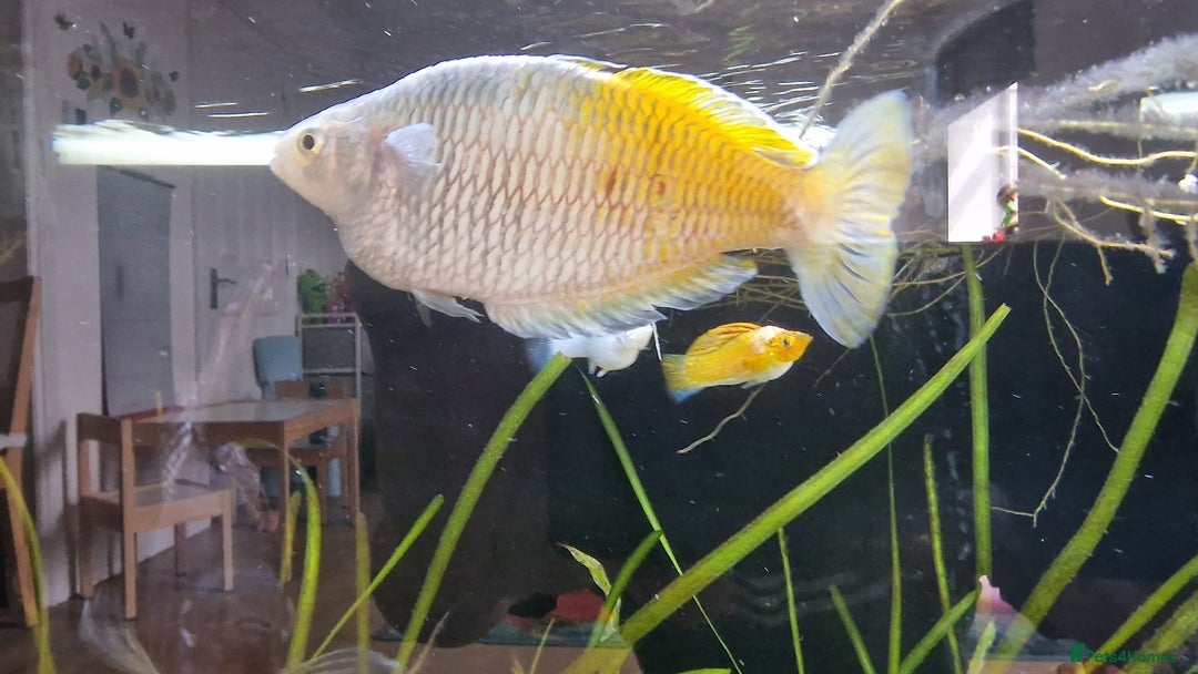Angelfish fish for sale: Angel fish  - Image 3