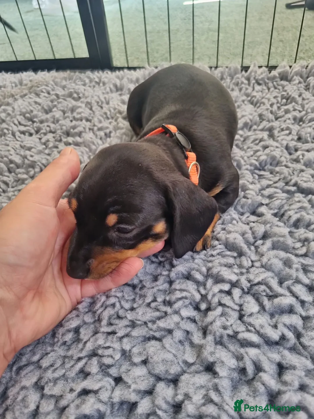 Miniature Dachshund dogs for sale: 2 beautiful black and tan girls  - Advert 1