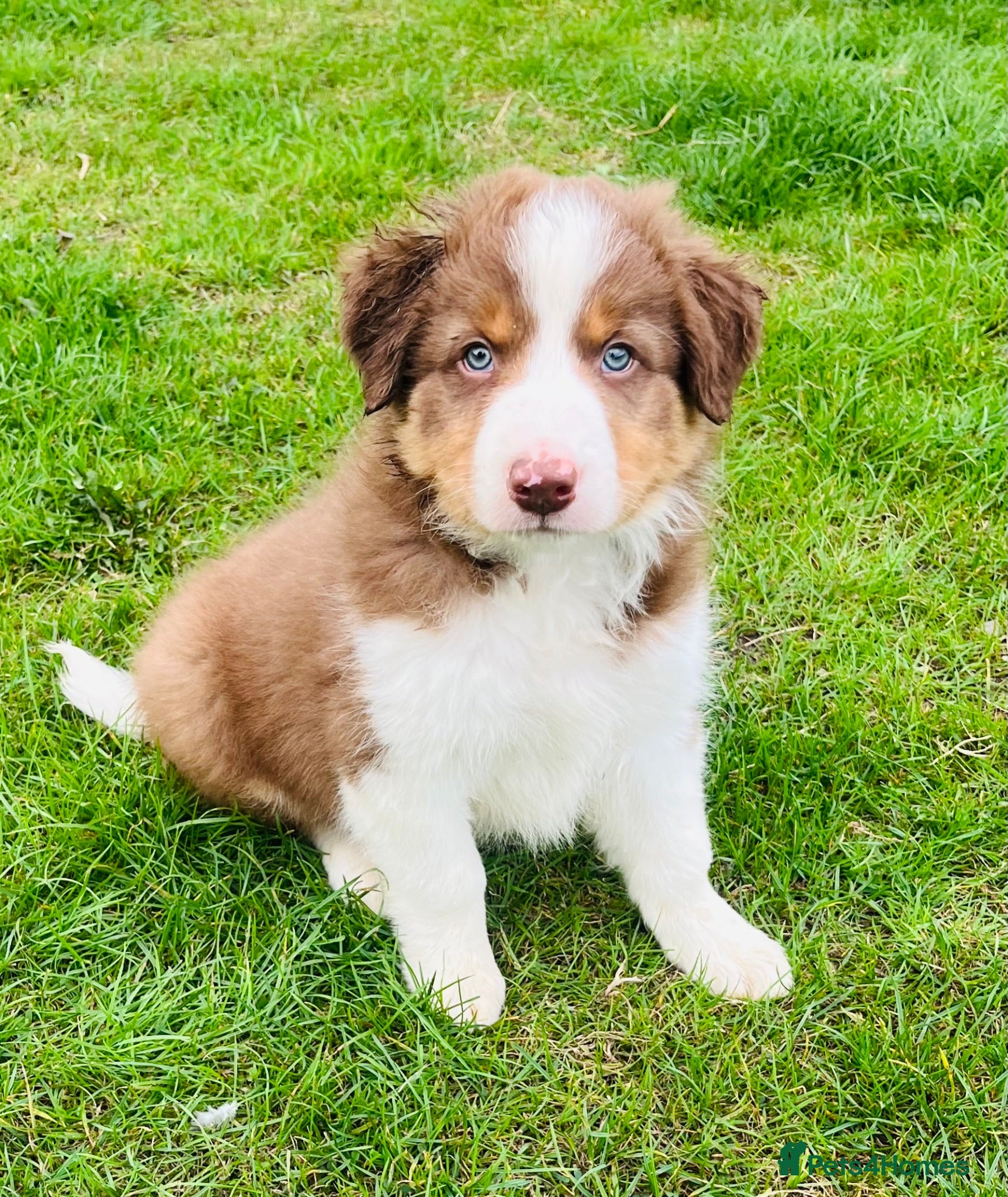 Border Collie dogs Adorable Border Collie Puppies for sale - Advert 5