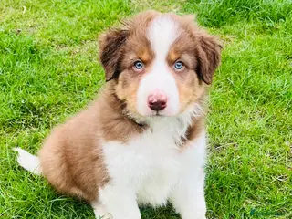 Border Collie dogs Adorable Border Collie Puppies for sale - Advert 5