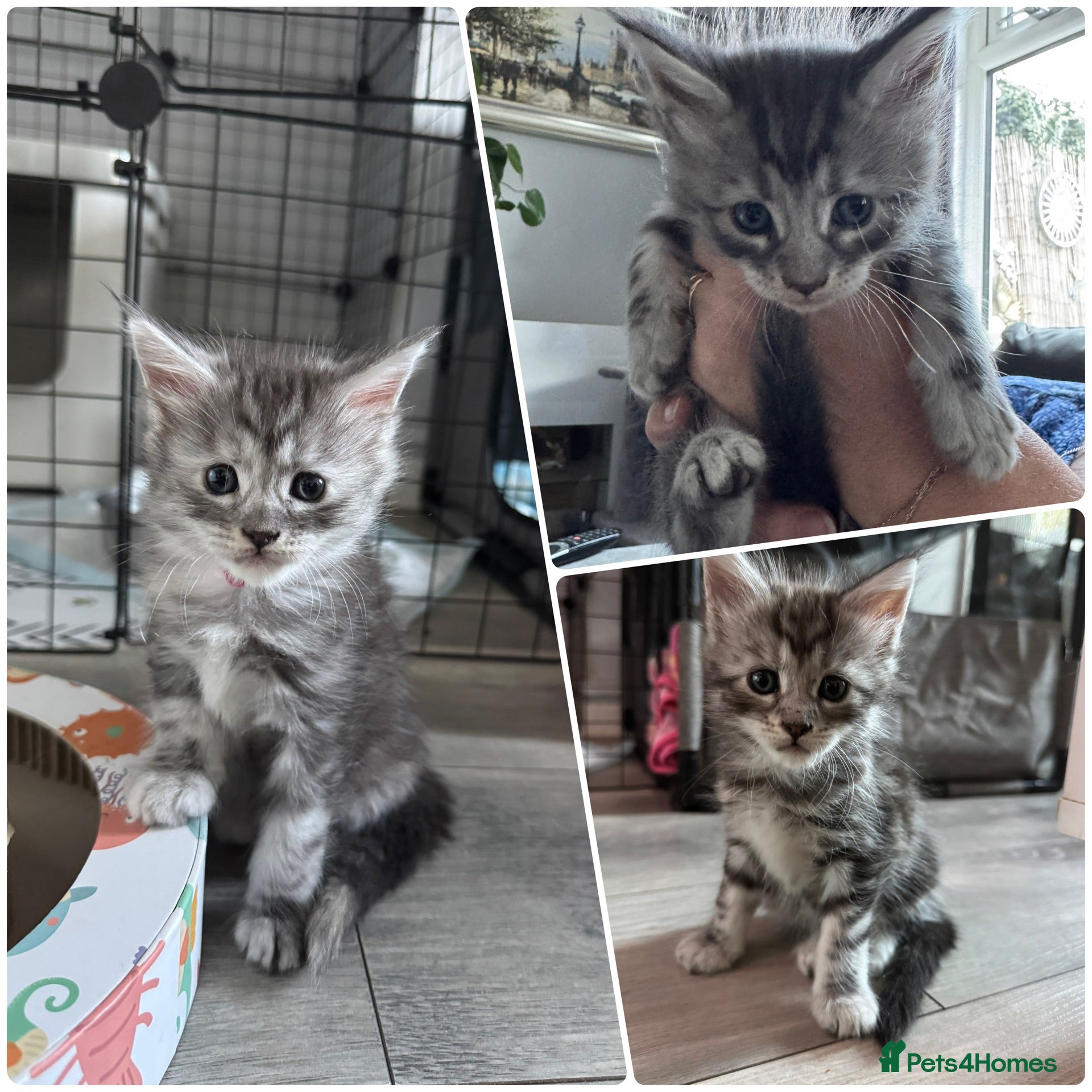 Maine Coon cats Stunning Maine Coon Kittens – 4 Girls & 1 Boy - Advert 18