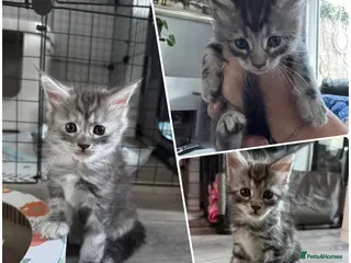 Maine Coon cats Stunning Maine Coon Kittens – 4 Girls & 1 Boy - Advert 18