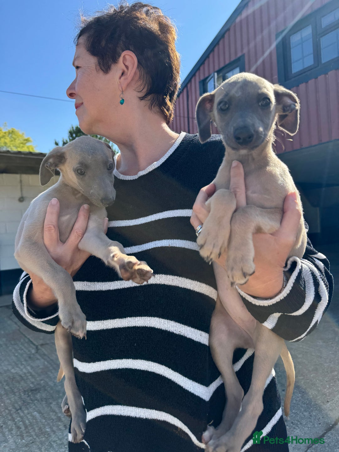 Whippet dogs for sale: Gorgeous litter of whippet puppies - Image 2