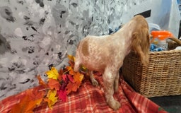 Cocker Spaniel dogs for sale: Working Cocker Spaniel  - Image 14
