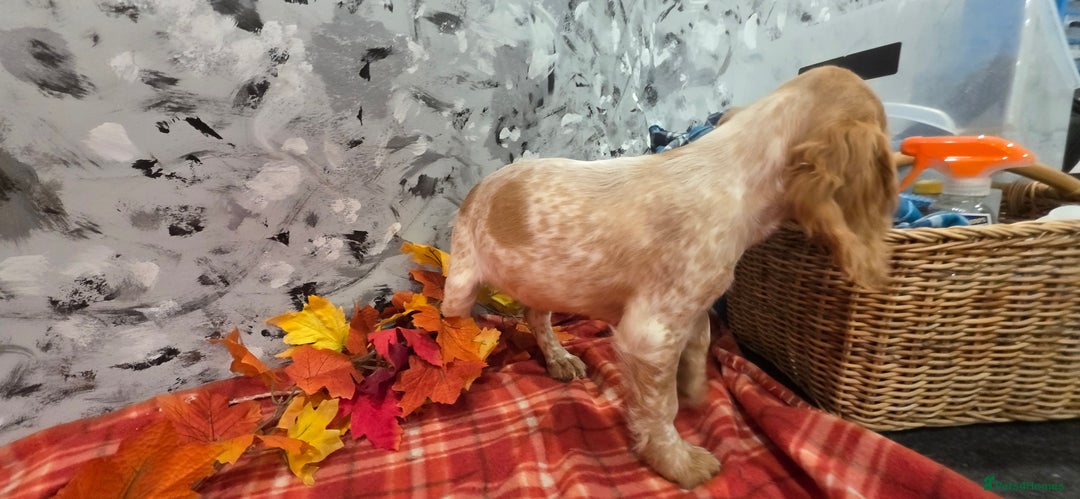 Cocker Spaniel dogs for sale: Working Cocker Spaniel  - Image 14