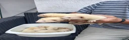 Ferret rodents for sale: Greyhound  ferrets in Worcester - Advert 5