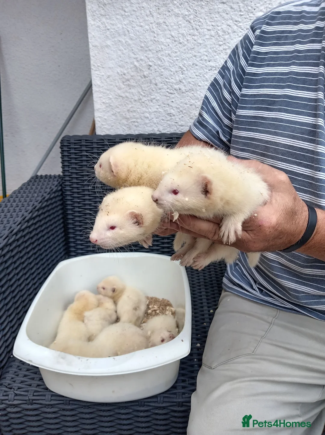 Ferret rodents for sale: Greyhound  ferrets in Worcester - Advert 5