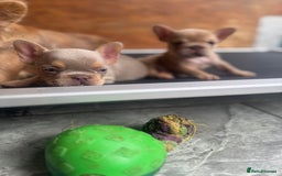 French Bulldog dogs for sale: Fluffy French Bulldogs/DNA Tested Parents  - Image 14
