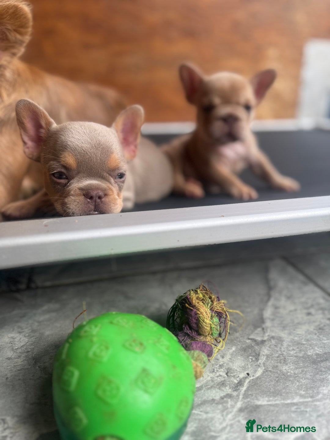 French Bulldog dogs for sale: Fluffy French Bulldogs/DNA Tested Parents  - Image 14