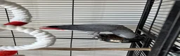 Parrots birds for sale: African grey  - Advert 3