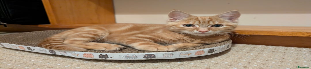 Mixed Breed Kitten 1
