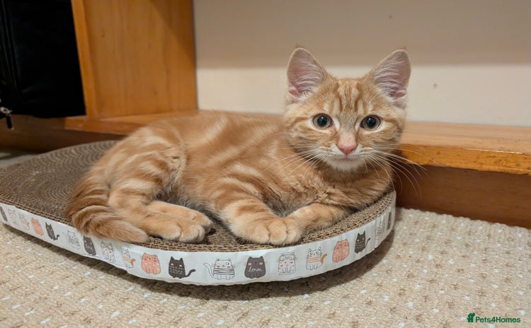 Mixed Breed cats - Advert 16