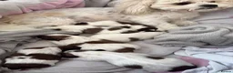 Malshi dogs for sale: Malshi puppies  - Advert 22