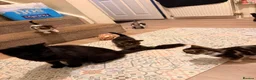 Mixed Breed cats for sale: 5 beautiful kittens  - Advert 4