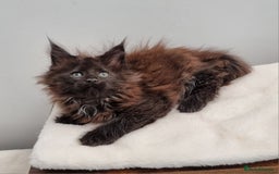 Maine Coon cats for sale: Pedigree GCCF Maine Coon Kittens for sale  - Image 24