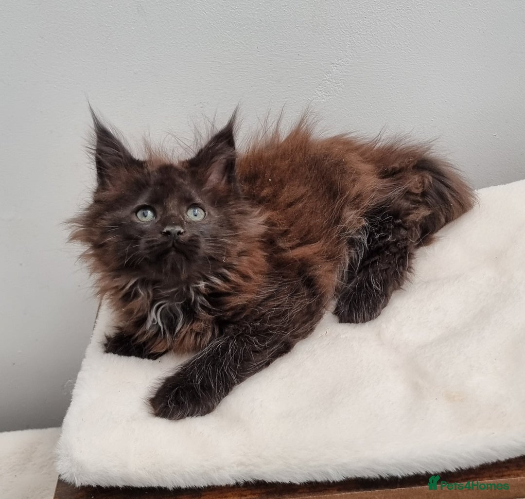 Maine Coon cats for sale: Pedigree GCCF Maine Coon Kittens for sale  - Image 24