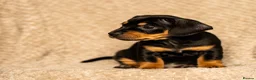 Mixed Breed dogs for sale: French bullwieners  in Cardiff - Advert 3