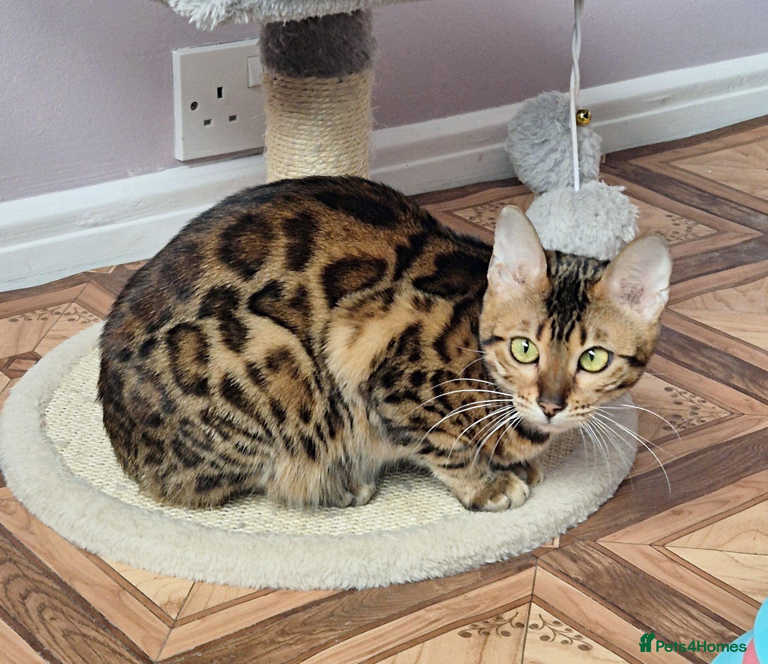 Bengal cats Superb TICA Active Girl - Advert 14