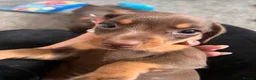 Miniature Dachshund dogs for sale: Long haired miniature daschunds - Advert 14