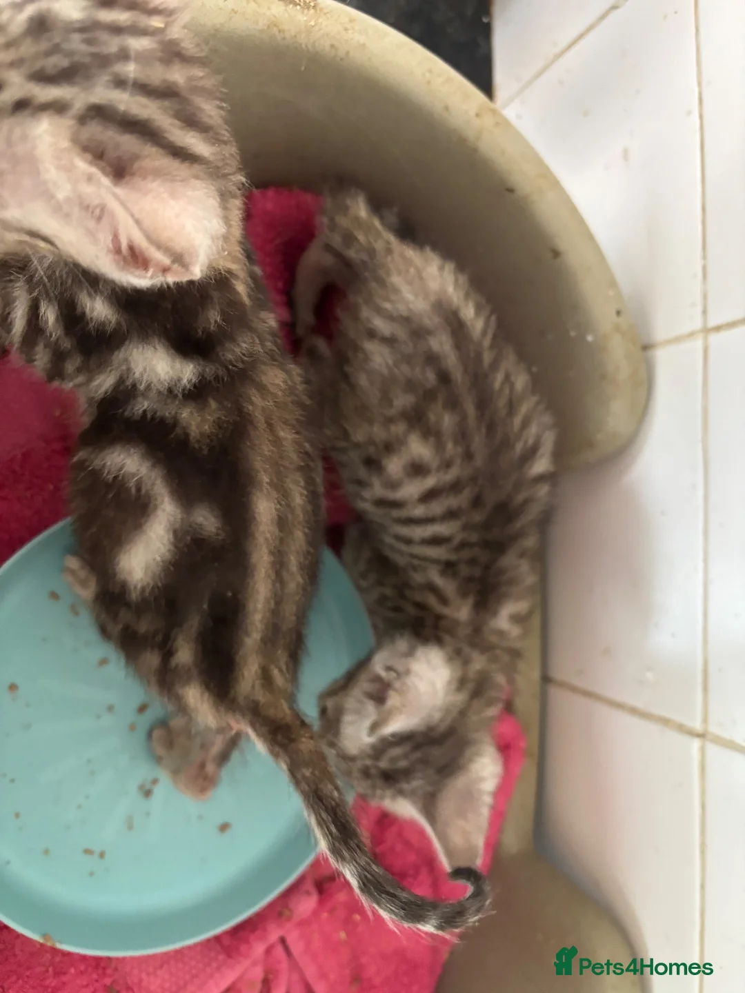 Bengal cats for sale: Stunning Silver boys  - Advert 8