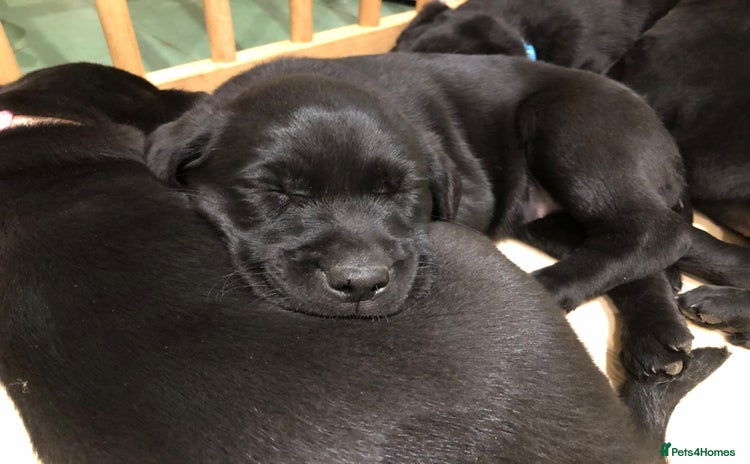 Labrador Retriever dogs - Advert 1