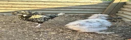 Chickens poultry for sale: Point of lay chickens for sale - Advert 9