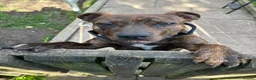 Mixed Breed dogs for sale: 7 month old AmStaff  in Manchester - Advert 2
