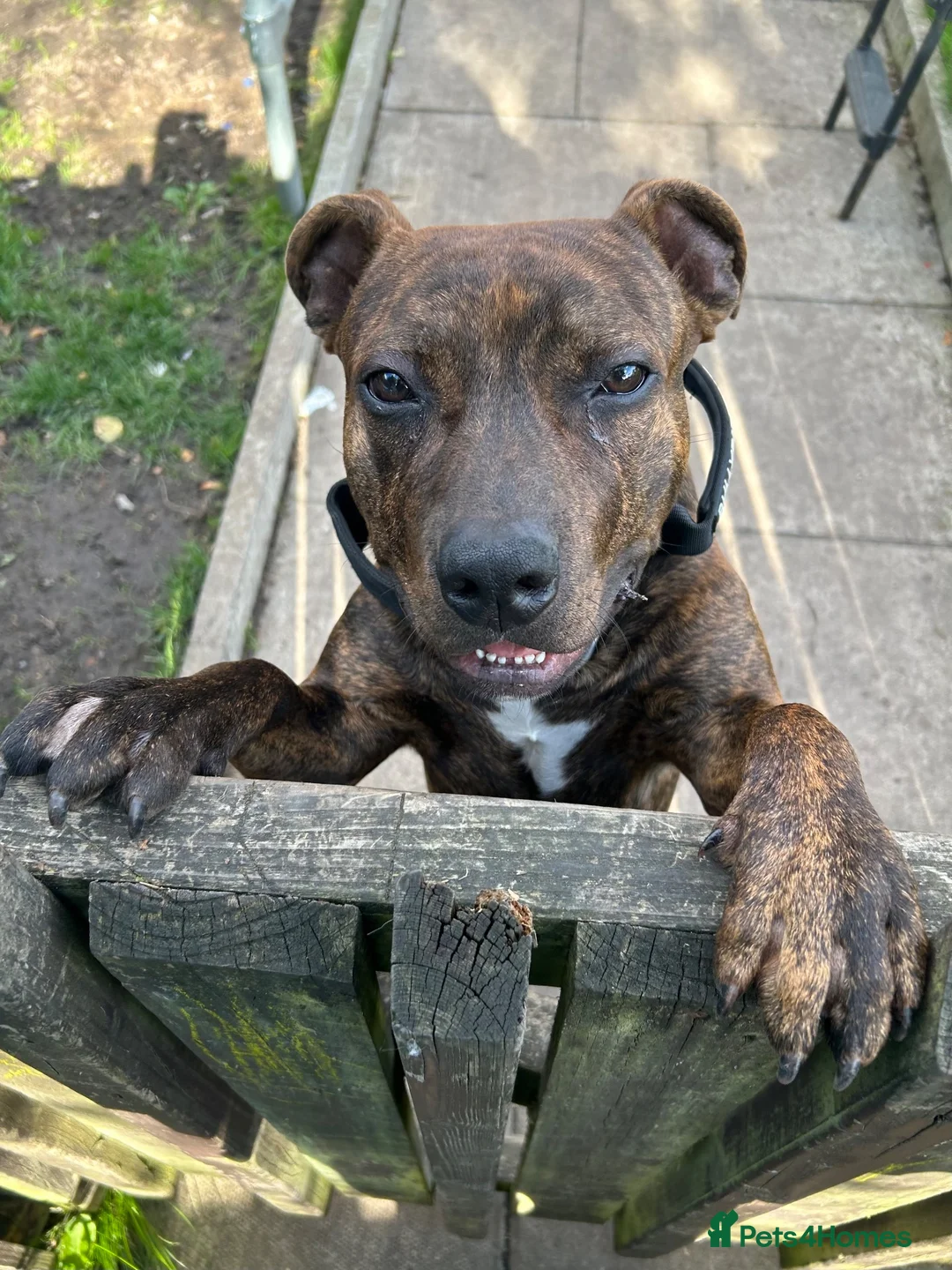 Mixed Breed dogs for sale: 7 month old AmStaff  in Manchester - Advert 2
