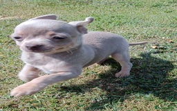 Chihuahua dogs for sale: Stunning tiny Chihuahua puppies. READY NOW - Image 2