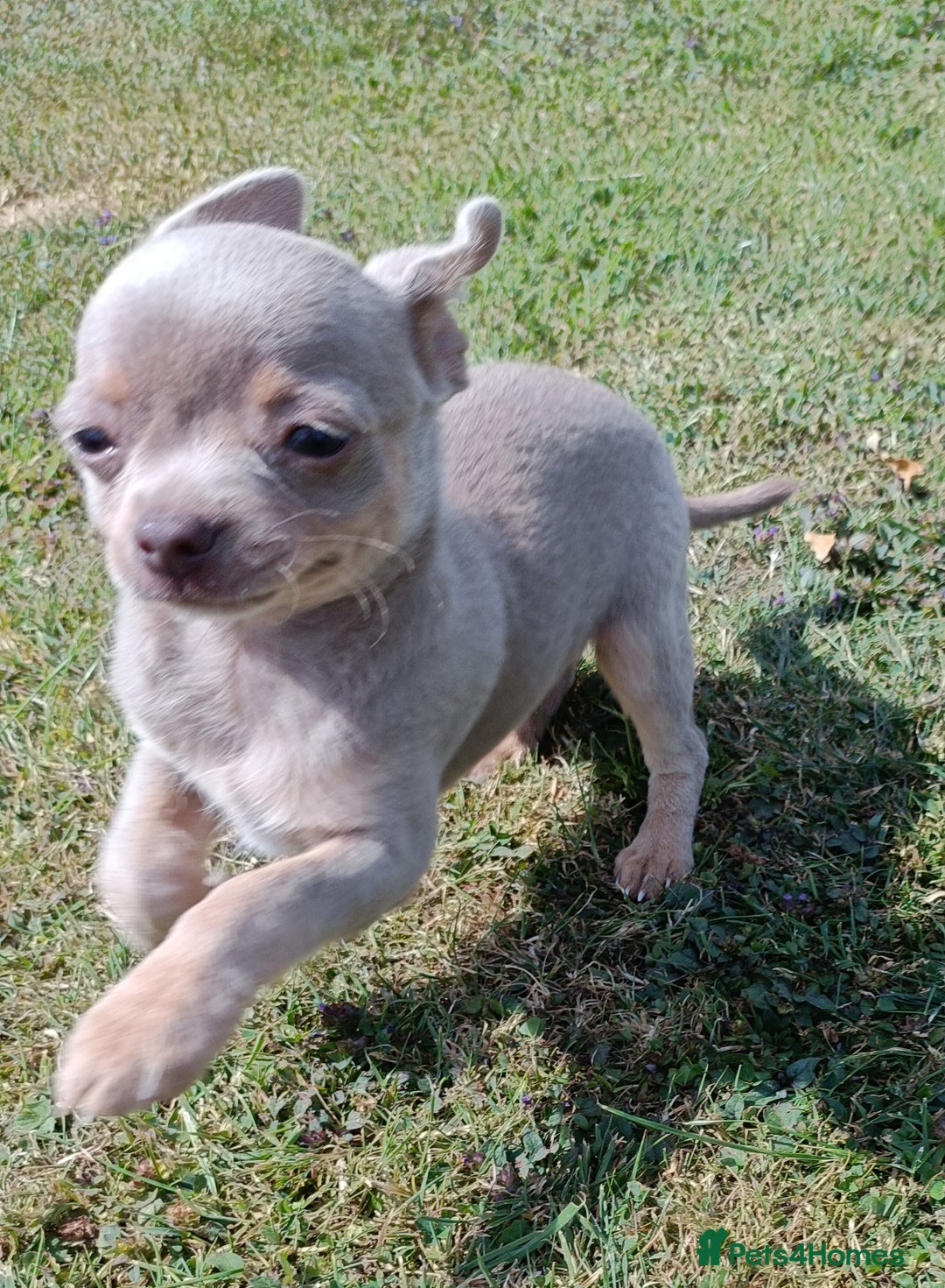 Chihuahua dogs for sale: Stunning tiny Chihuahua puppies. READY NOW - Image 2