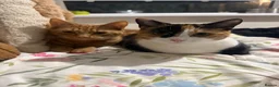 Mixed Breed cats for sale: Ginger male, black white and ginger female - Advert 3