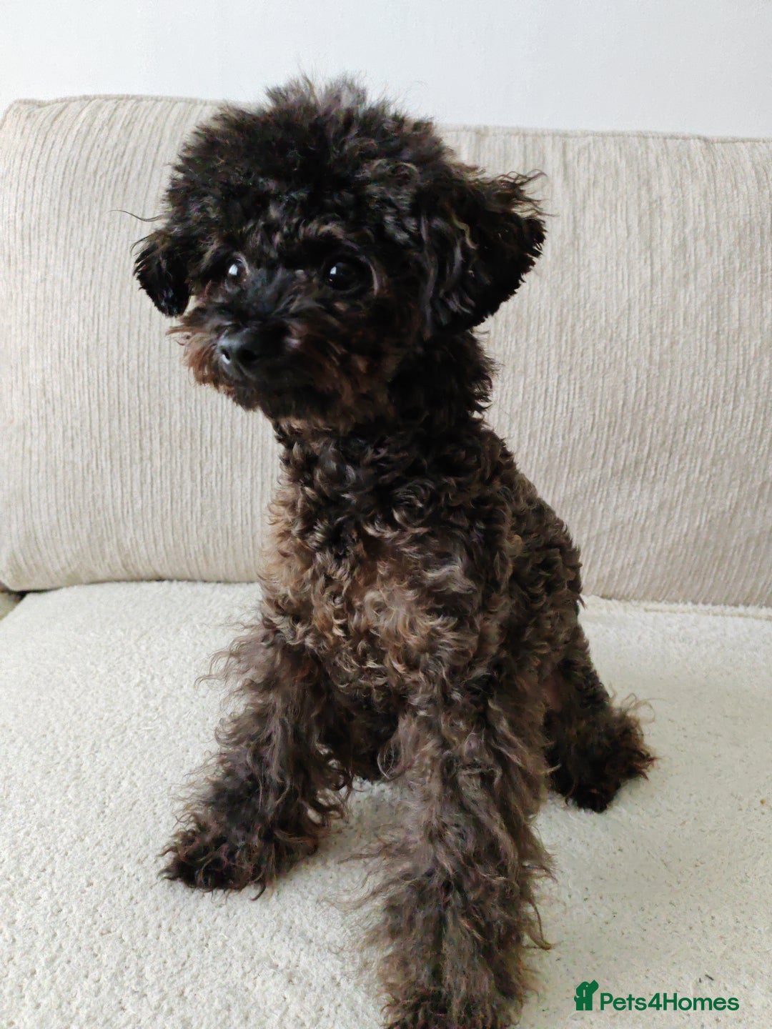 Toy Poodle dogs for sale: 16 Month Old Asian Toy Poodle - Image 1