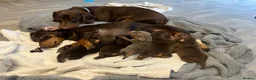 Dachshund dogs for sale: Dacshund Puppies Ready on 27/6!!! - Advert 5