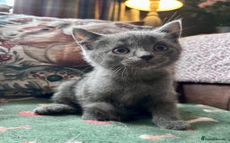 British Shorthair cats for sale: BSH cross  - Image 2