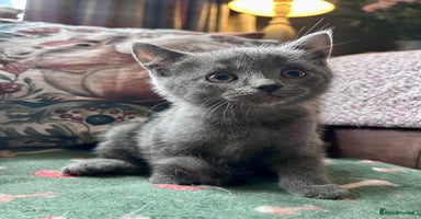 British Shorthair cats - Advert 13