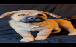 Mixed Breed dogs for sale: Beautiful chow x Newfoundland puppies - Image 1