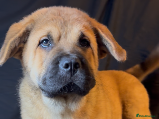 Mixed Breed dogs - Advert 2