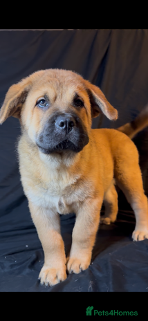 Mixed Breed dogs - Advert 1