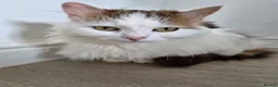 Mixed Breed cats for sale: kitten girl  - Advert 10